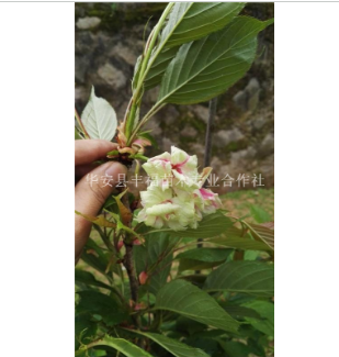 台湾樱花供应各品种嫁接樱花苗，不同颜色，不同花期，为您打造不一样的樱花主题园林