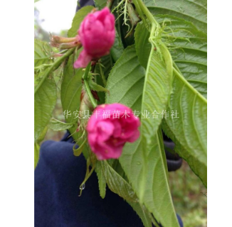 供应嫁接八重樱，大红重瓣樱花，重瓣牡丹樱，八重樱价格