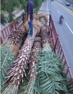 中东海枣