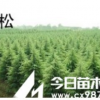 1-10米雪松，广玉兰，大叶女贞直销