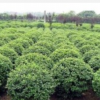 供应大叶黄杨球河南驻马店汝南苗木基地雪松批量批发