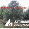 金华乐昌含笑价格 浙江乐昌含笑价格 江苏乐昌含笑价格