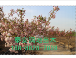 山东17公分樱花价格17公分樱花树价格17公分日本晚樱花价格