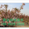 山东17公分樱花价格17公分樱花树价格17公分日本晚樱花价格