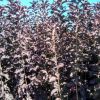 紫叶稠李小苗1.5米以上
