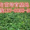药用皂角苗=贵州皂角苗=贵州皂角苗前景=贵州皂角苗价格