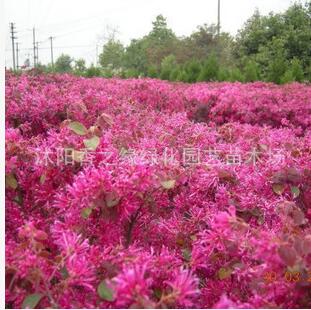 庭院花卉 红花继木庭院彩色块苗 红花檵木绿化工程苗 规格齐全