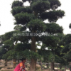 福建罗汉松桩头 进口罗汉松