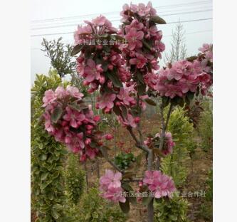 供应绿化树种海棠，品种 规格齐全、质优价廉