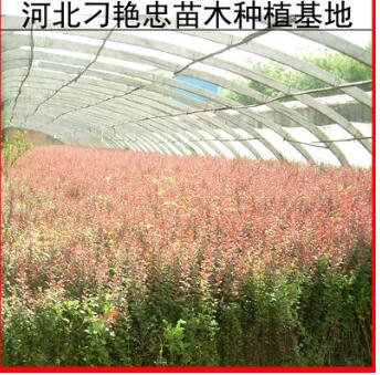 基地供应销售 红叶小檗 紫叶小檗 红叶小檗苗