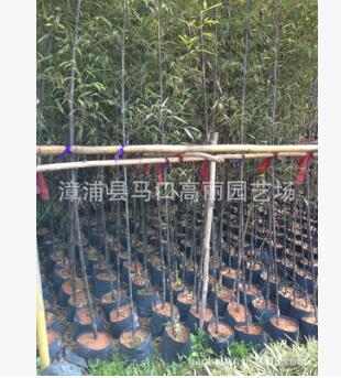 福建紫竹价格 图片种植技术 漳州漳浦马口高丽园艺场绿化苗木销售