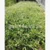 吊兰 价格 室内盆栽 绿色植物