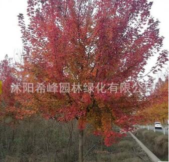 美国红枫树苗批发中国红枫盆栽嫁接植物日本红枫 秋火焰图2