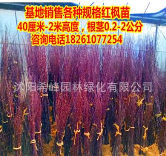 美国红枫树苗批发中国红枫盆栽嫁接植物日本红枫 秋火焰图3