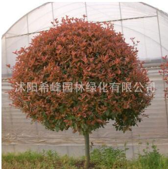 批发精品盆栽红叶石楠球高杆红叶石楠树苗色块篱笆园林绿化苗木图3