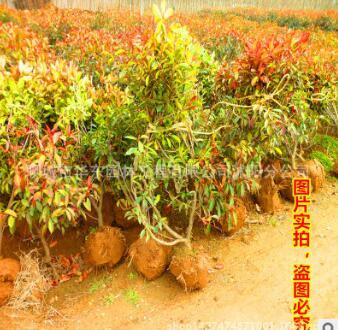 批发精品盆栽红叶石楠球高杆红叶石楠树苗色块篱笆园林绿化苗木图2