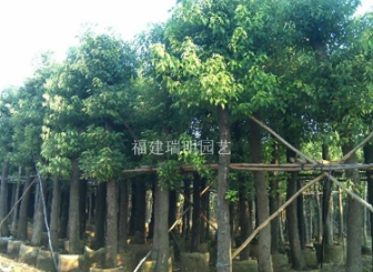 福建香樟树 8公分10公分 袋苗