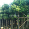 福建香樟树 8公分10公分 袋苗