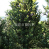 大量供应福建罗汉松