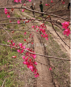 福建山樱花：米径3-10公分，数量20000棵左右