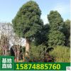 行道树香樟7-20公分 绿化苗 基地批发 树苗小苗 城市绿化
