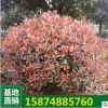 红叶石楠球 净化空气 红叶石楠苗 庭院种植 绿化工程苗批发