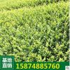 绿化苗木色块苗 女贞苗木 金叶女贞小苗20-50公分 工程绿化