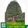 品种齐全 8-15公分桂花树苗 绿化苗木 桂花苗 八月桂 花香怡人