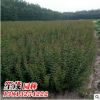 批发红梅苗 绿鄂梅小苗 基地直销 工程绿化苗木
