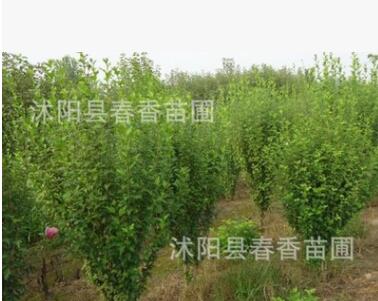 基地常年批发供应河南丛生木槿灌木 木槿树苗 1.5米高