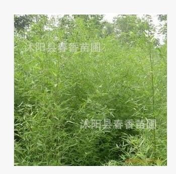 青竹苗 竹类植物 景观工程竹苗 绿化工程 竹子苗