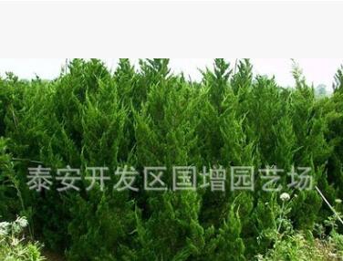 绿化树苗批发 龙柏 龙柏苗 龙柏苗木 小龙柏 龙柏球 龙柏柱