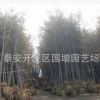 批发绿化苗木银杏苗 银杏小苗 白果苗 银杏树苗规格齐全