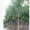 大量供应吊瓜树/绿化苗木/胸径8到15公分/农户自家种植直销