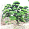福建漳州造型龙柏