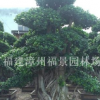 福建榕树（小叶榕）基地