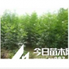 供白皮松 黑松 油松苗、刺槐苗 花椒苗 白蜡 、国槐