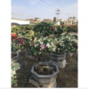 五色花三角梅各种规格大量批发供应 价优！