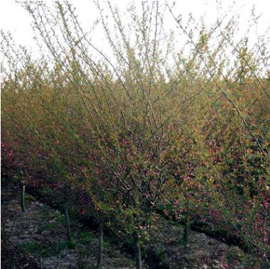 园林绿化苗木小乔木观花植物垂丝海棠成品苗海棠苗