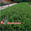 常绿灌木六月雪苗 六月雪大苗 规格齐全