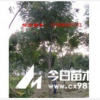 浙江黄山栾树供应 黄山栾树价格咨询就找金华黄山栾树供应商