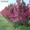 北京苗圃供应苗木花树 钻石海棠 红宝石海棠 绚丽海棠