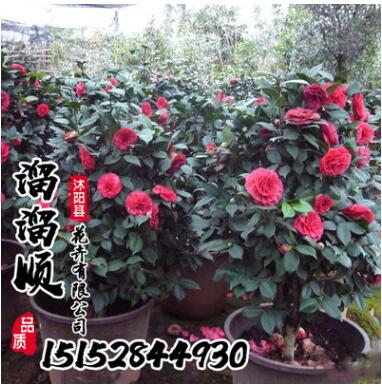 批发山茶花 茶花小苗 茶花盆栽 规格齐全 2-10公分现货