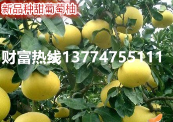 台湾青柚苗价格|台湾青柚苗批发|台湾青柚苗基地