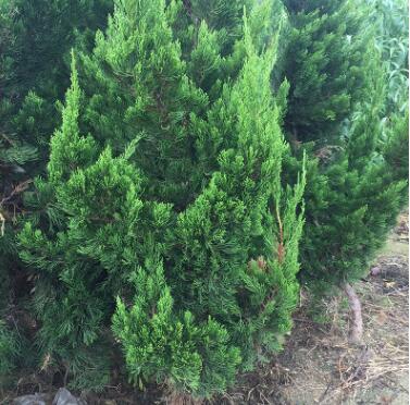 龙柏苗 四季常青地被植物地柏苗 1年龙柏苗 2年龙柏苗