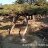黑松树种植基地直销