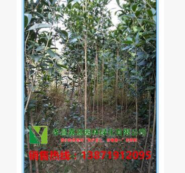基地直销批发嫁接八月桂 四季桂 丹桂 金桂直径2公分带土球桂花树
