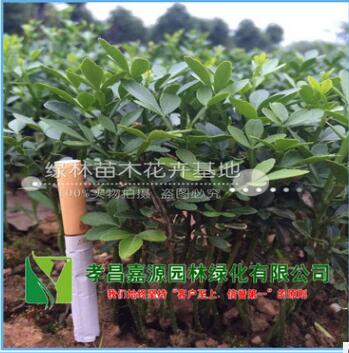 当年生奶苗枸橘苗枳壳苗绿篱带刺树苗枳实苗嫁接砧木高10公分