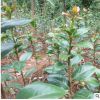批发绿化茶梅小苗 茶梅球茶梅苗直销 盆栽带花苞茶花苗 盆栽观花