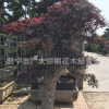 特殊造型红继木 供应精品造型红花继木树桩 高档盆景 自种自销